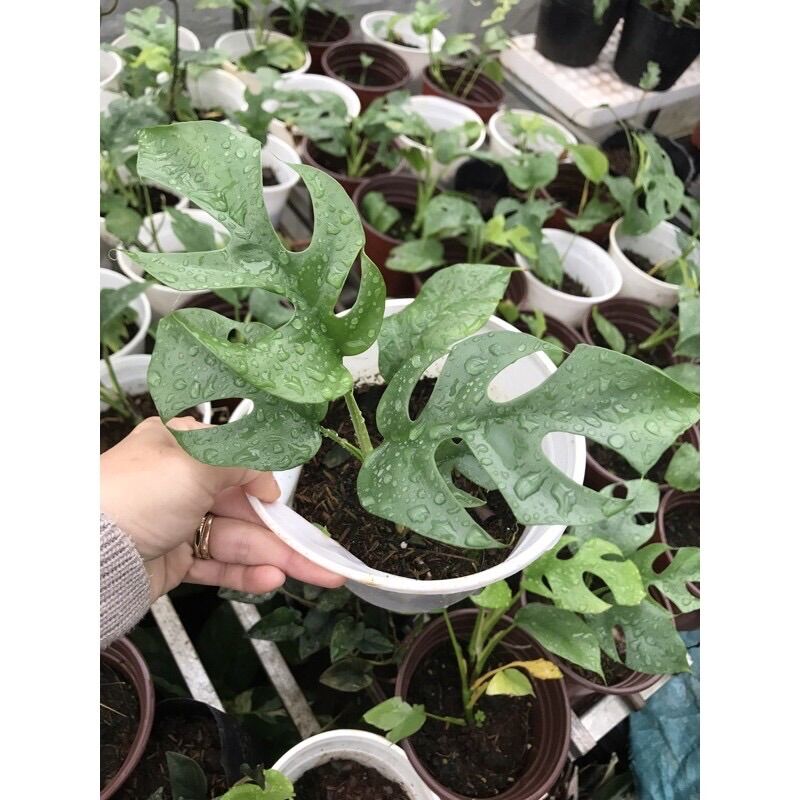 Cây Trầu bà lá xẻ form nhỏ-Monstera mini