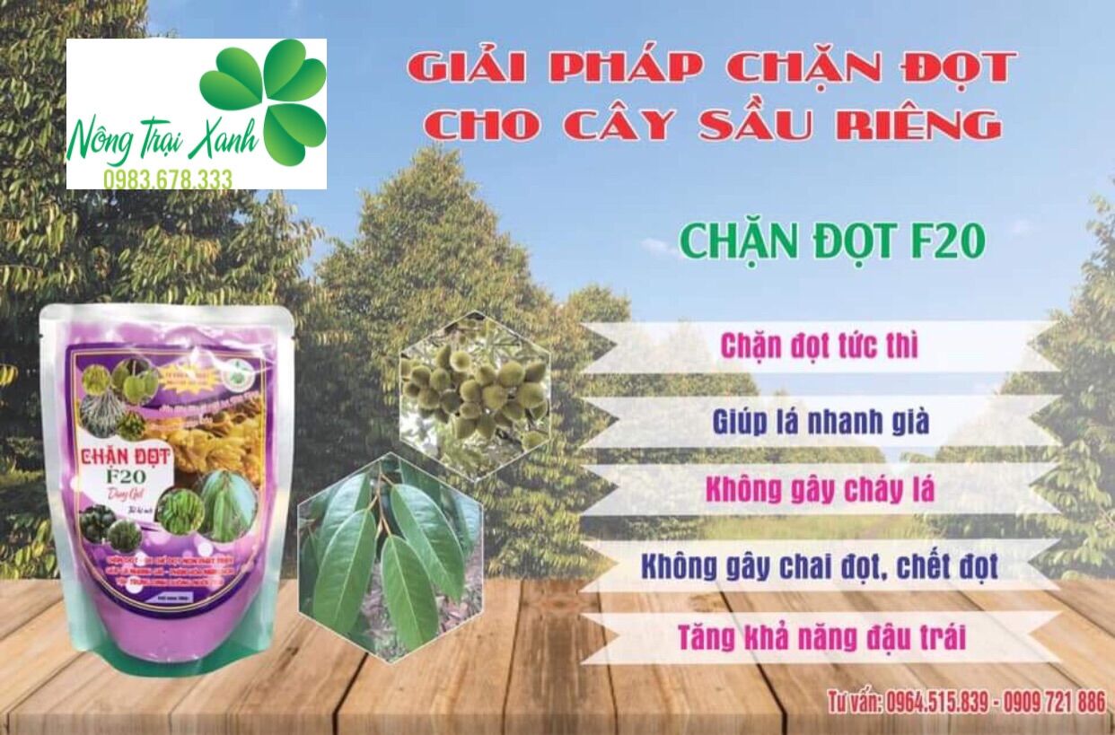 Chặn đọt sầu riêng f20 tăng ra hoa đậu trái