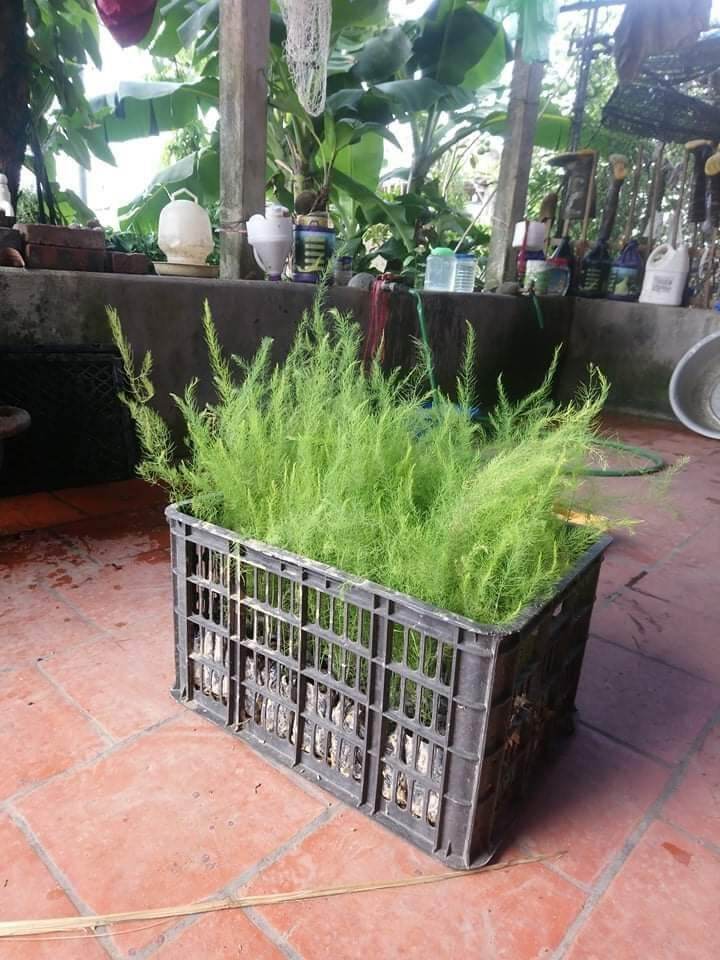 cây măng tây con làm giống(10 cây)
