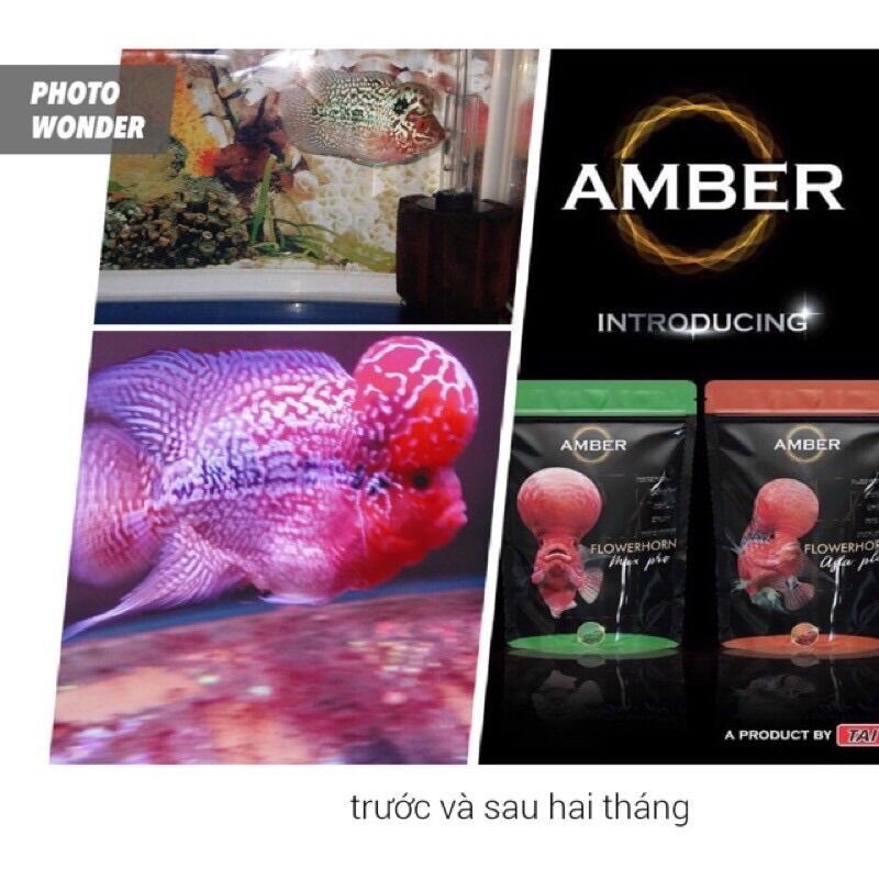 Combo 2 gói Thức ăn cá la Hán lên màu đầu châu Amber của Ấn Độ 100g