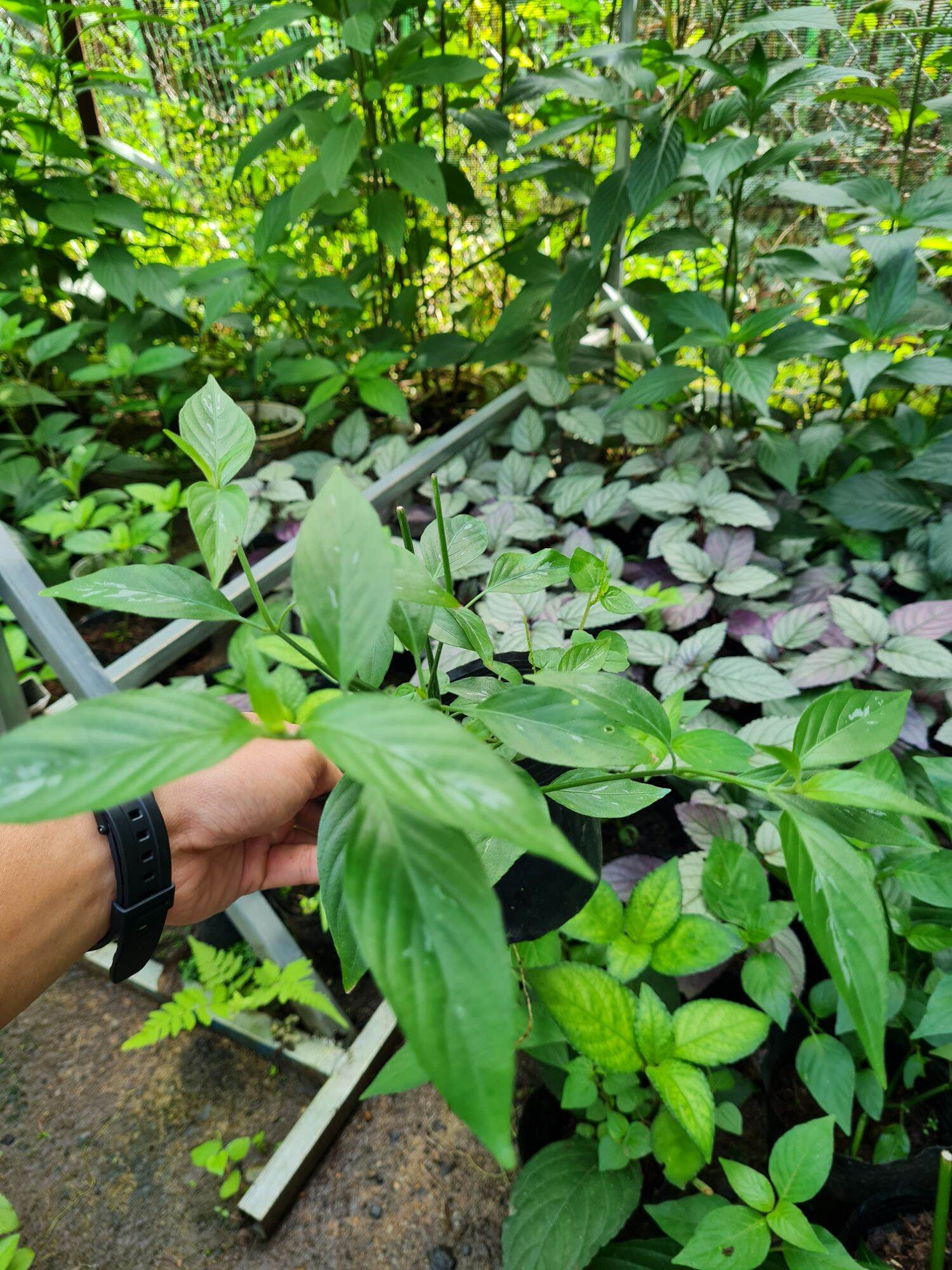 Cây lá cẩm nấu xôi (2 màu tím và đỏ)