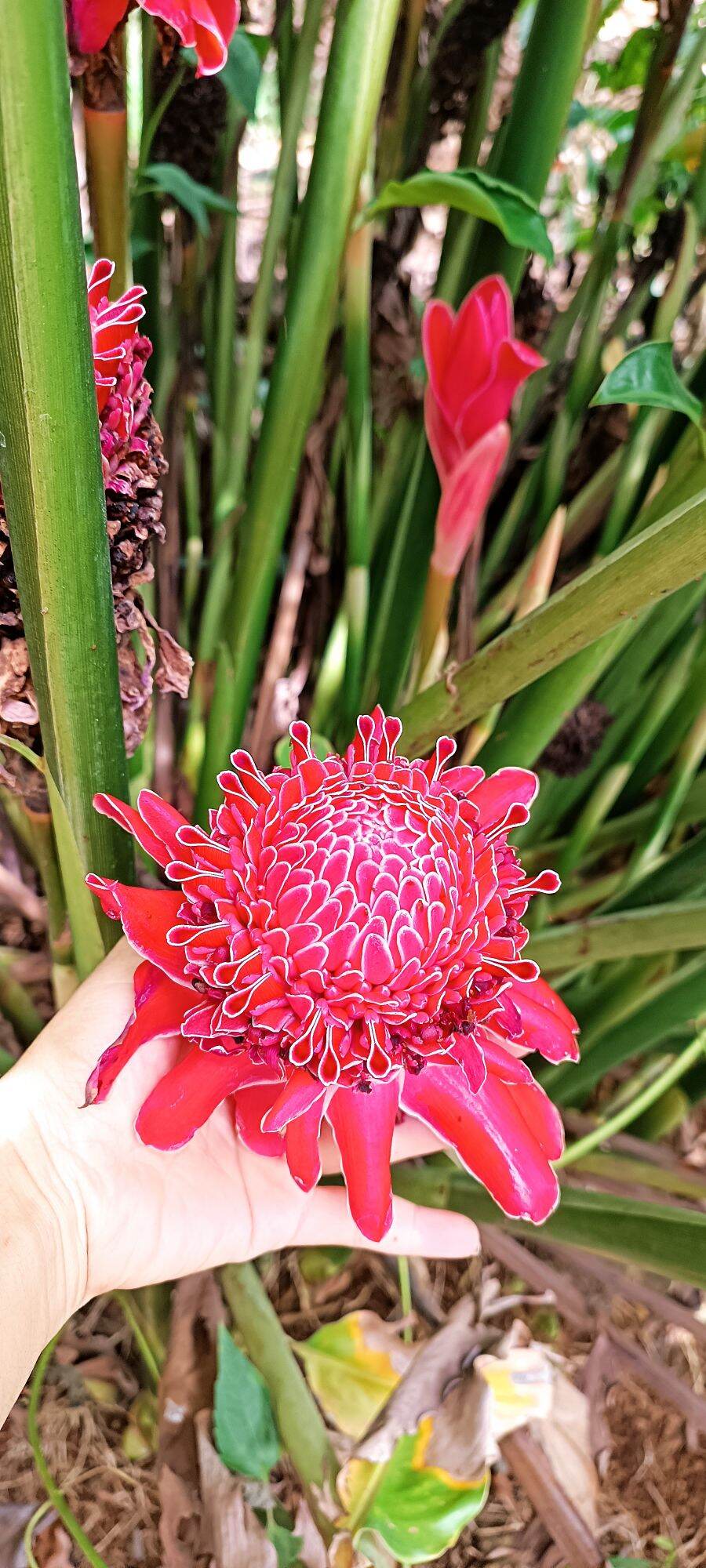 cây giống hoa sen đa lộc