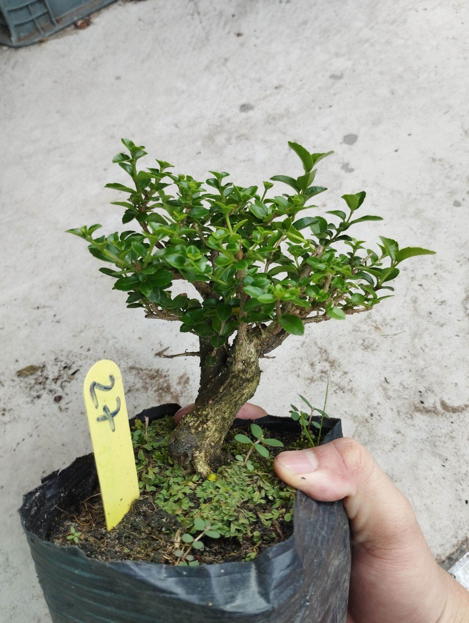Sam hương lùn lực