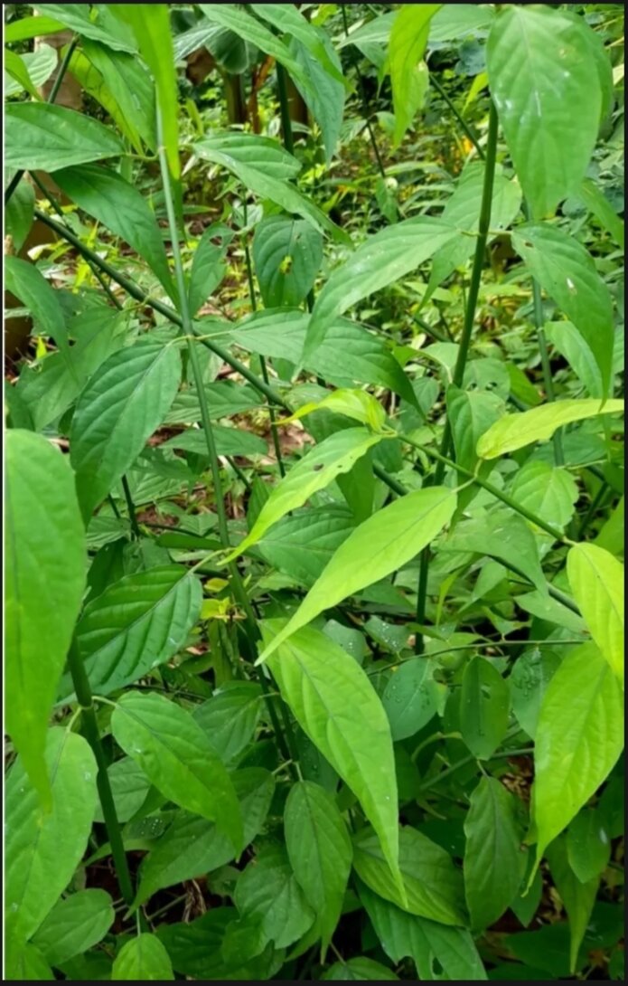 Cây Bìm Bịp