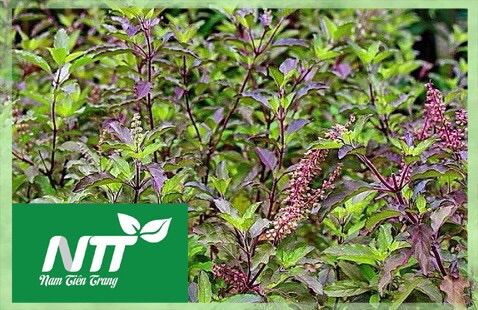 Giống Hương Nhu tía - Giống Hương Nhu trắng