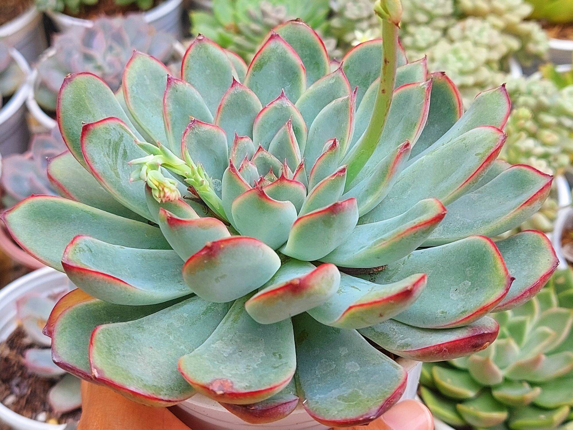 Sen đá viền đỏ size trung