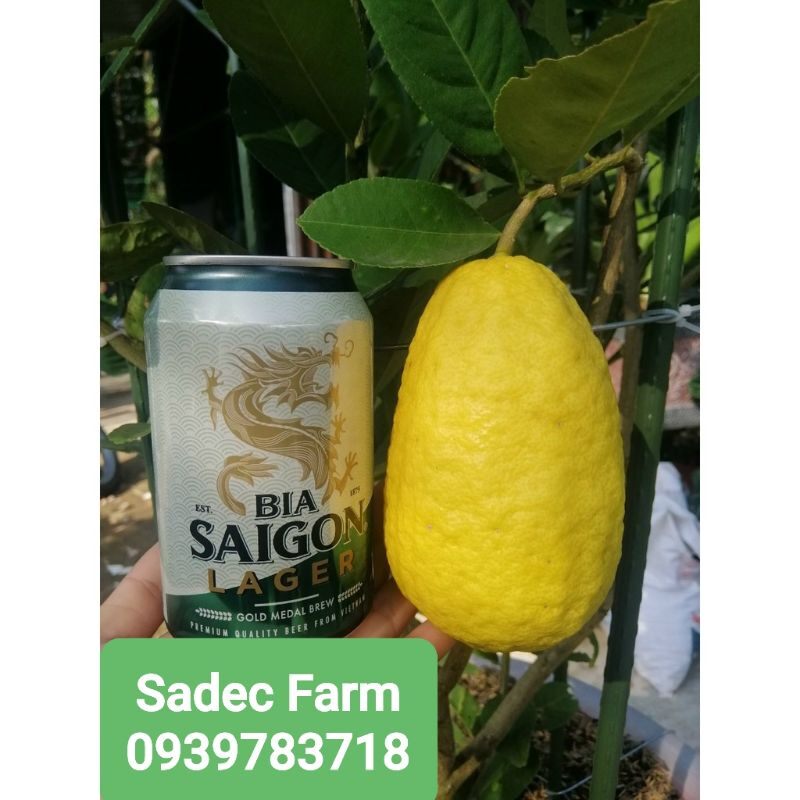 Chanh Mỹ trái dài không hạt(cây giống chiết cành,cây nguyên bản)