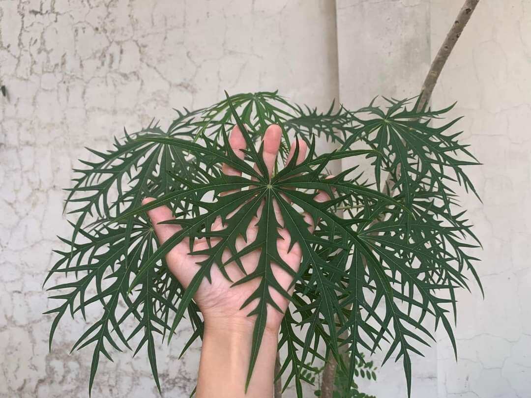 Cây đỗ trọng cao từ 20-50cm
