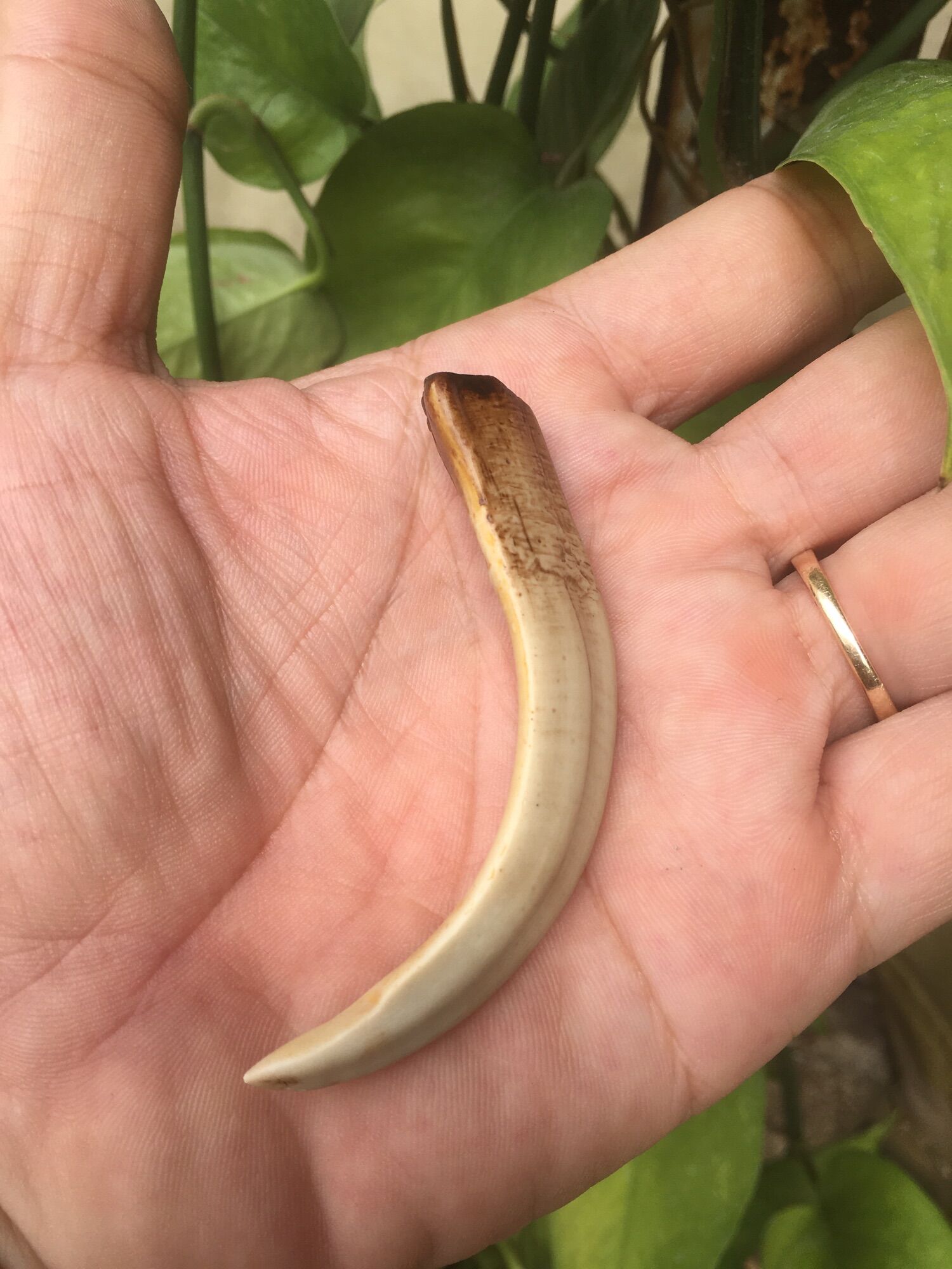 Nanh heo rừng mỹ nghệ.
