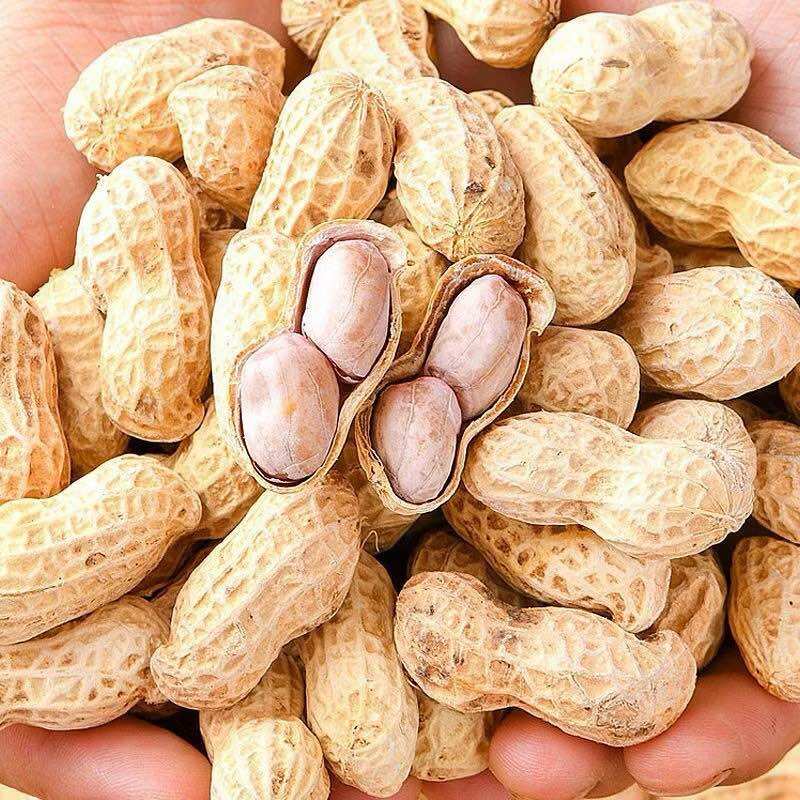 Hạt lạc rang nguyên củ 500g -1kg