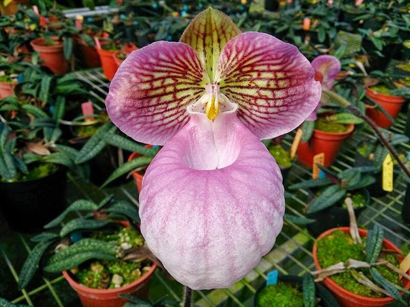 Lan hài mốc hồng 1 chậu thuần