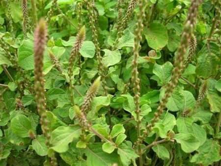 Cây cỏ xước (1kg)