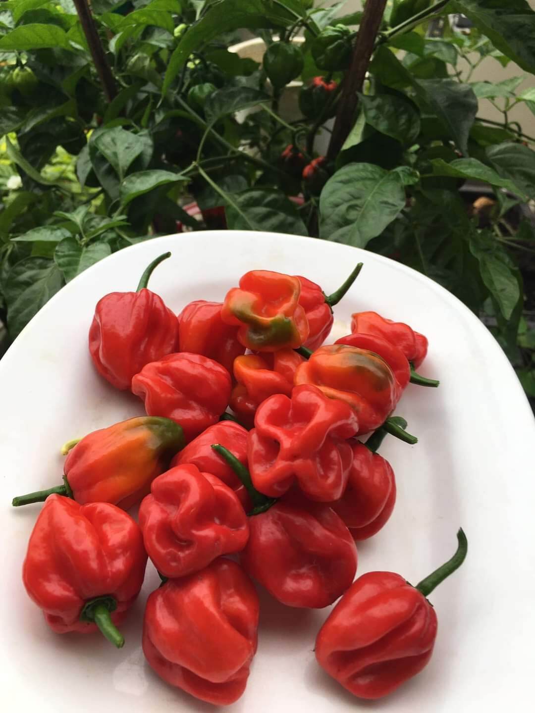 5 hạt giống ớt habanero red