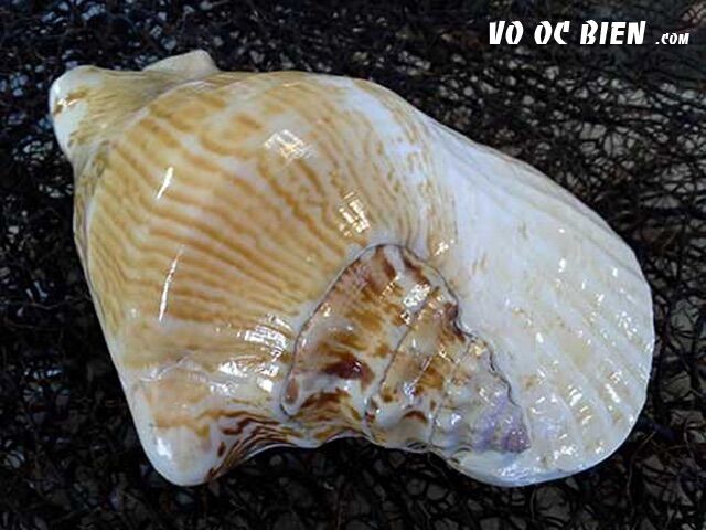 vỏ ốc bẹ tròn