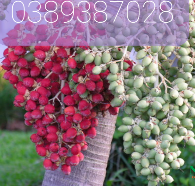 Trái cau kiểng 2 kg tươi