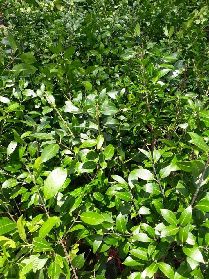 cây giống thanh trà chua ngọt