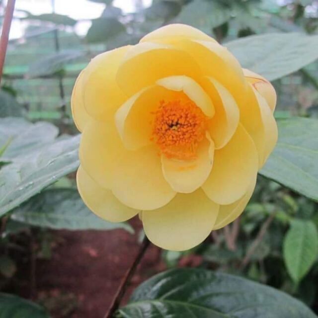Cây trà hoa vàng cao 40-45cm