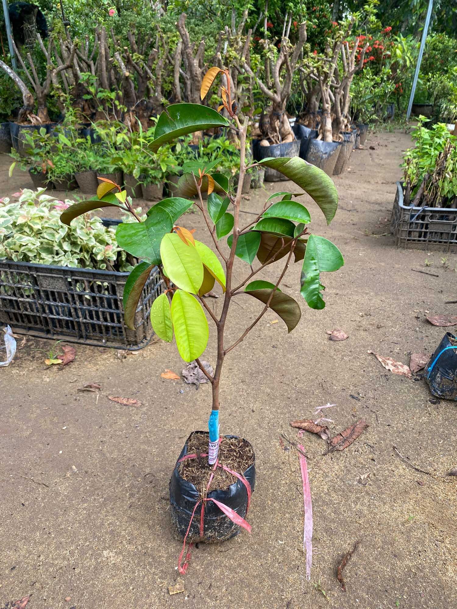 Cây Vú sữa Mica ( cây giống )