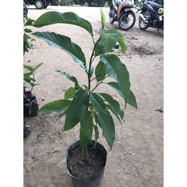 Cây hoàng lan cây cao 1m2