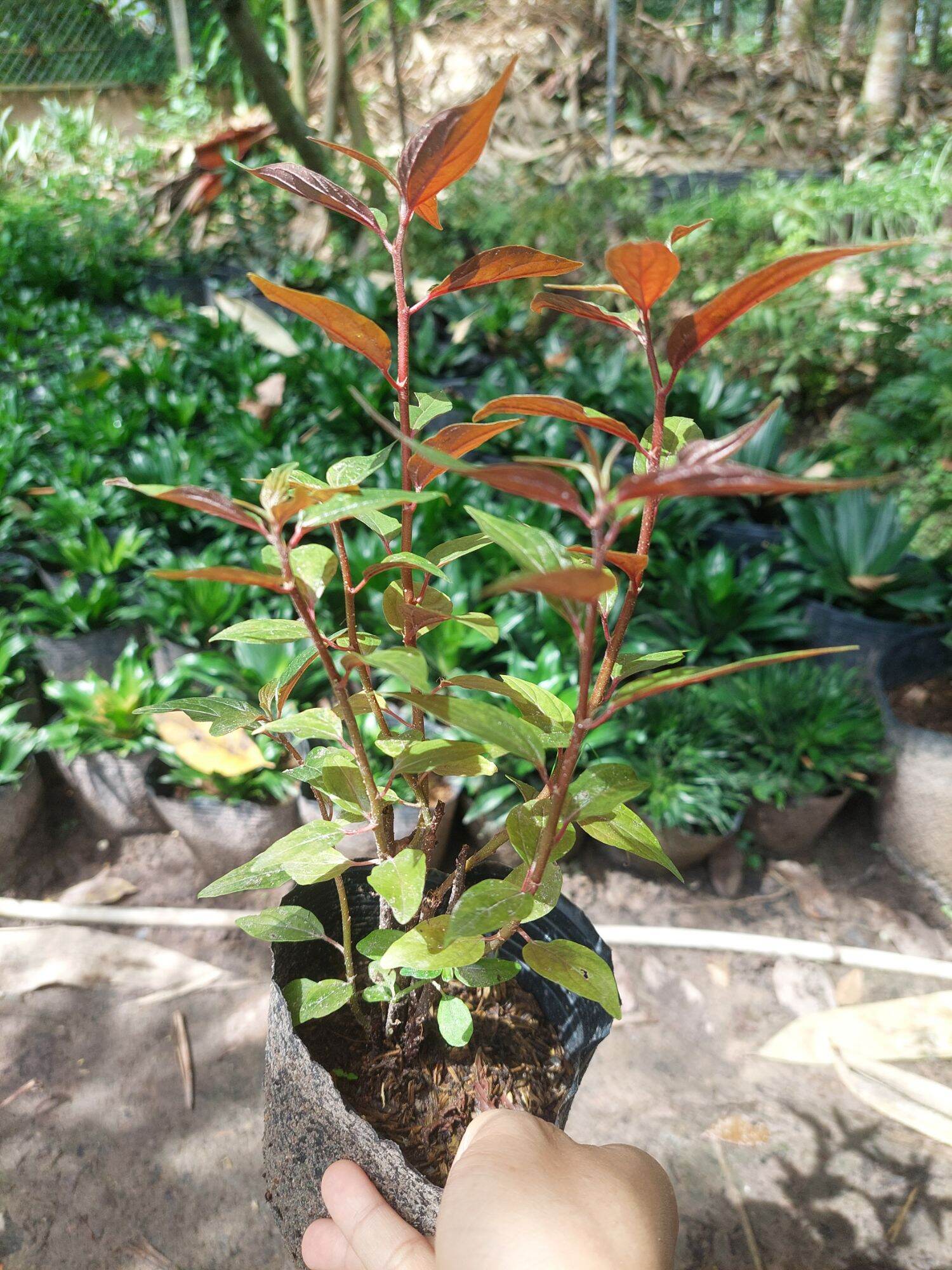 Cây dòi tím - Bọ mắm - cây thuốc - Chậu 3-5 cây (mua 5 cây tặng thêm 1 cây)