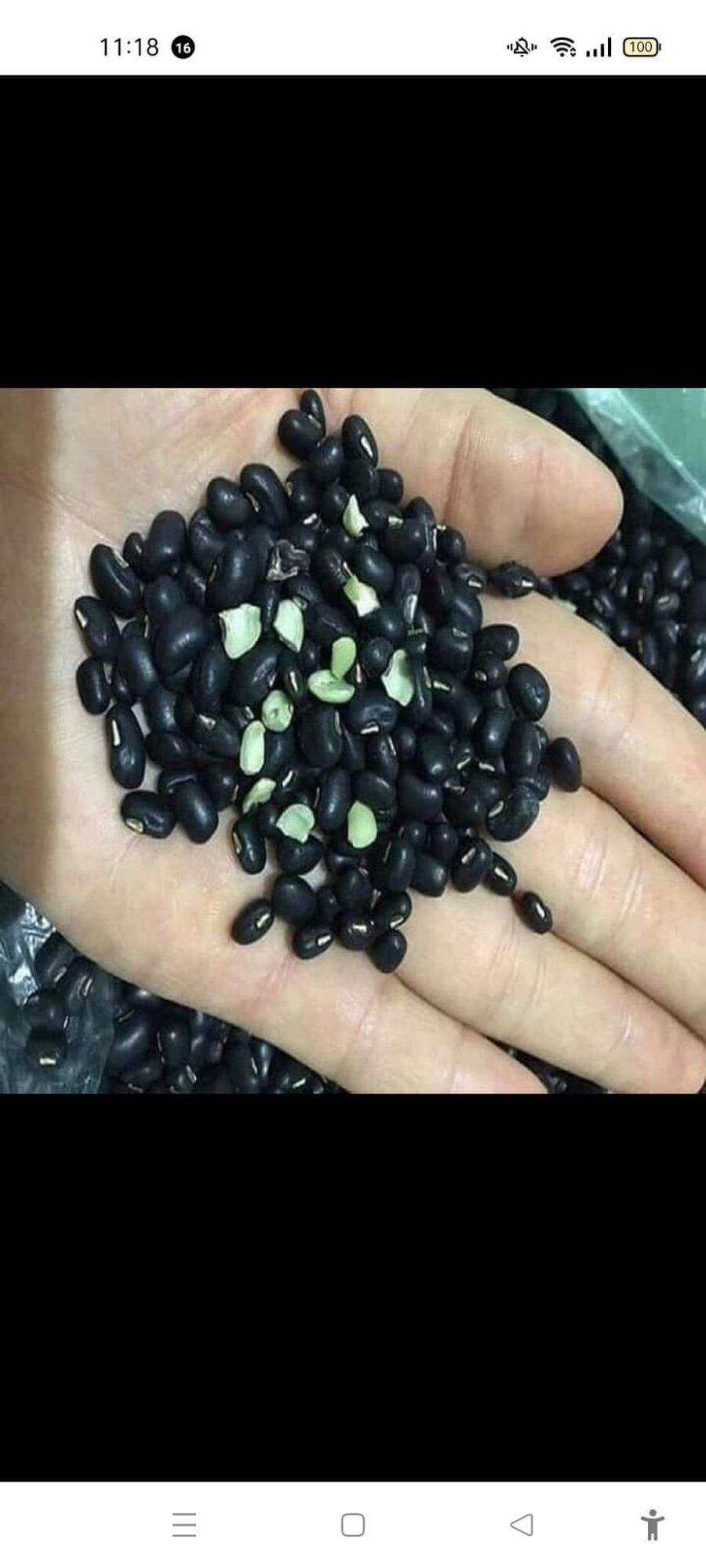 Đỗ đen xanh lòng hạt nhỏ
