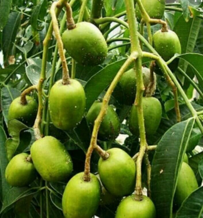 cây giống cóc ngọt