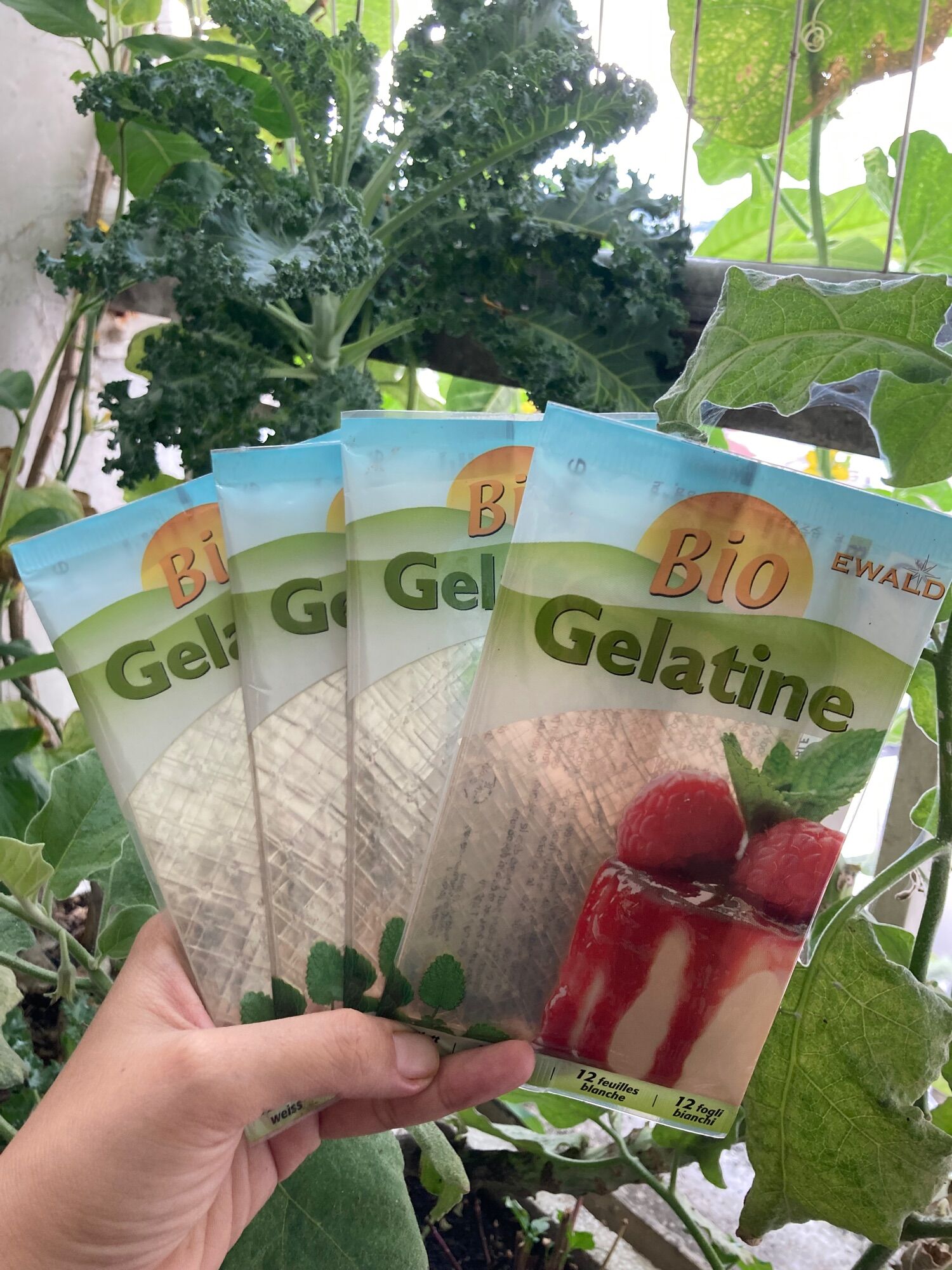 Gelatin (lá) hữu cơ