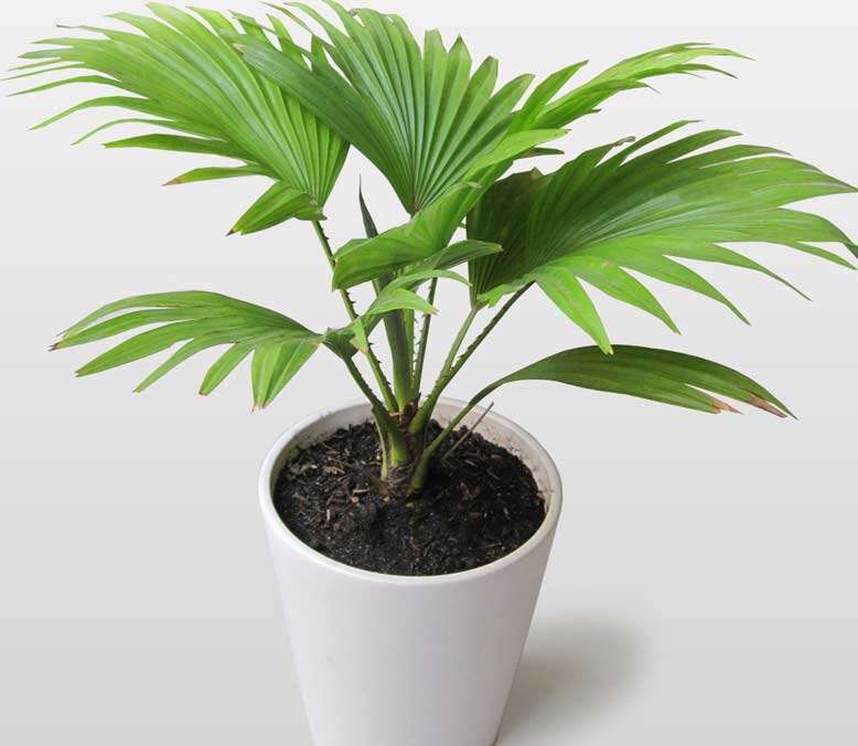 CÂY GIỐNG CỌ CẢNH ĐỂ BÀN SIÊU LÙN