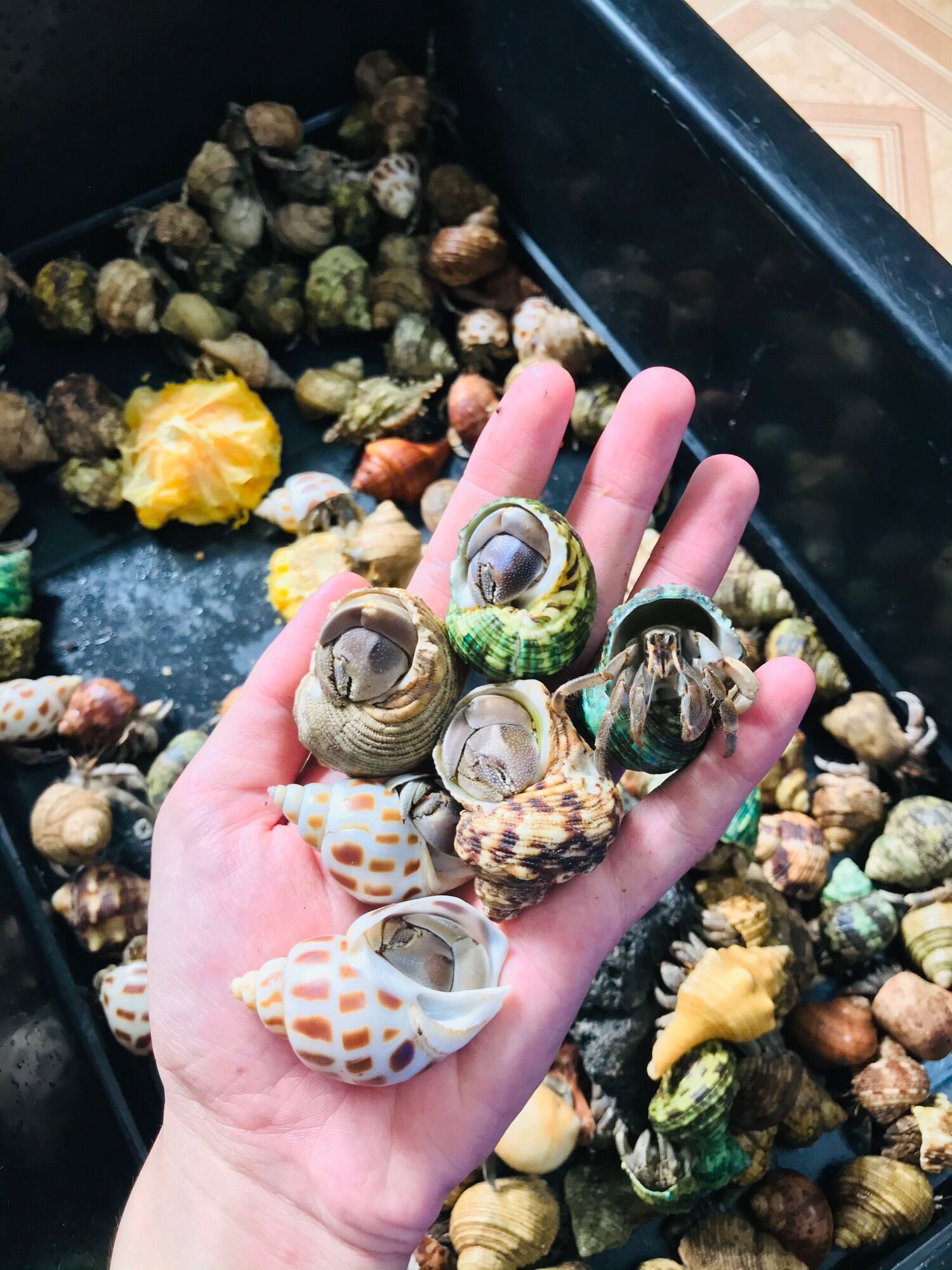 OMH rugos size trung 15k/1 bé (trang trí bể cá)