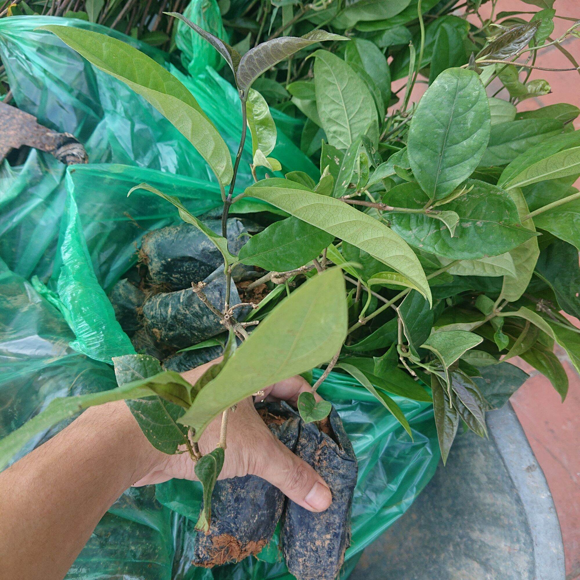 Combo 5 cây giống Ba Kích Tím