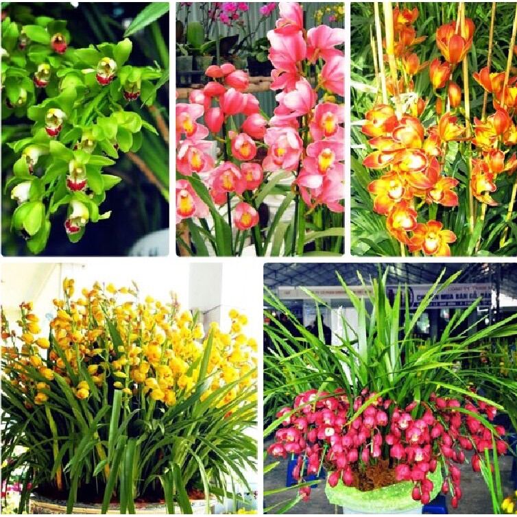Địa lan sato(1 củ to tặng kèm phân bón)