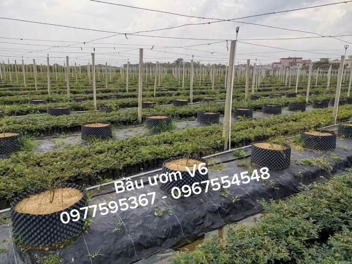 Bầu ươm v6 cao 40cm dài 50m loại 0.7mm tặng ốc vít