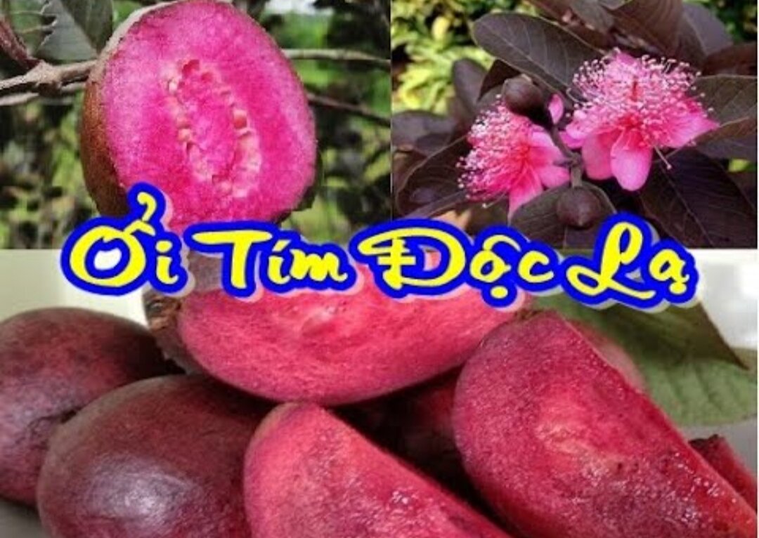 Cây giống ổi tím malaysia