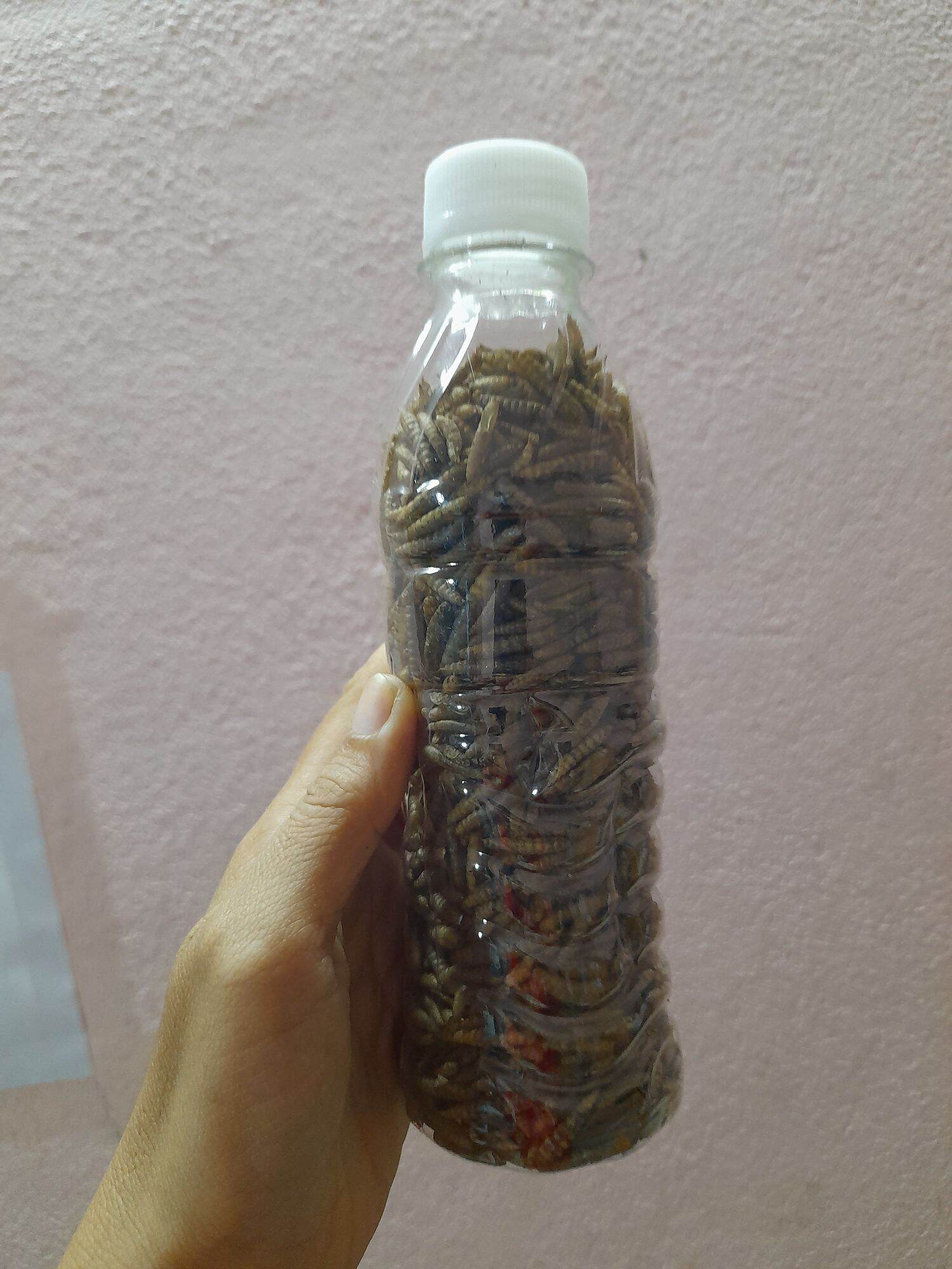 Sâu đại sạch sấy phông cho nhím,cá, chim và hamster