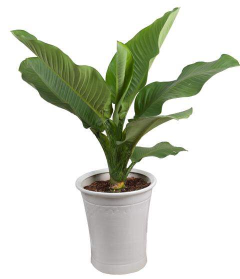 CÂY ĐẠI TỶ PHÚ (CÂY PHONG THỦY PHÁT TÀI)