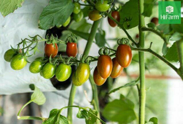 Hạt giống cà chua bi đỏ - gói 0.1gr