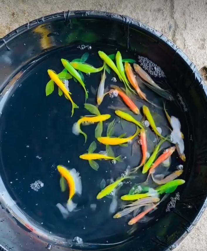 10 con sọc ngựa cánh tiên đủ màu