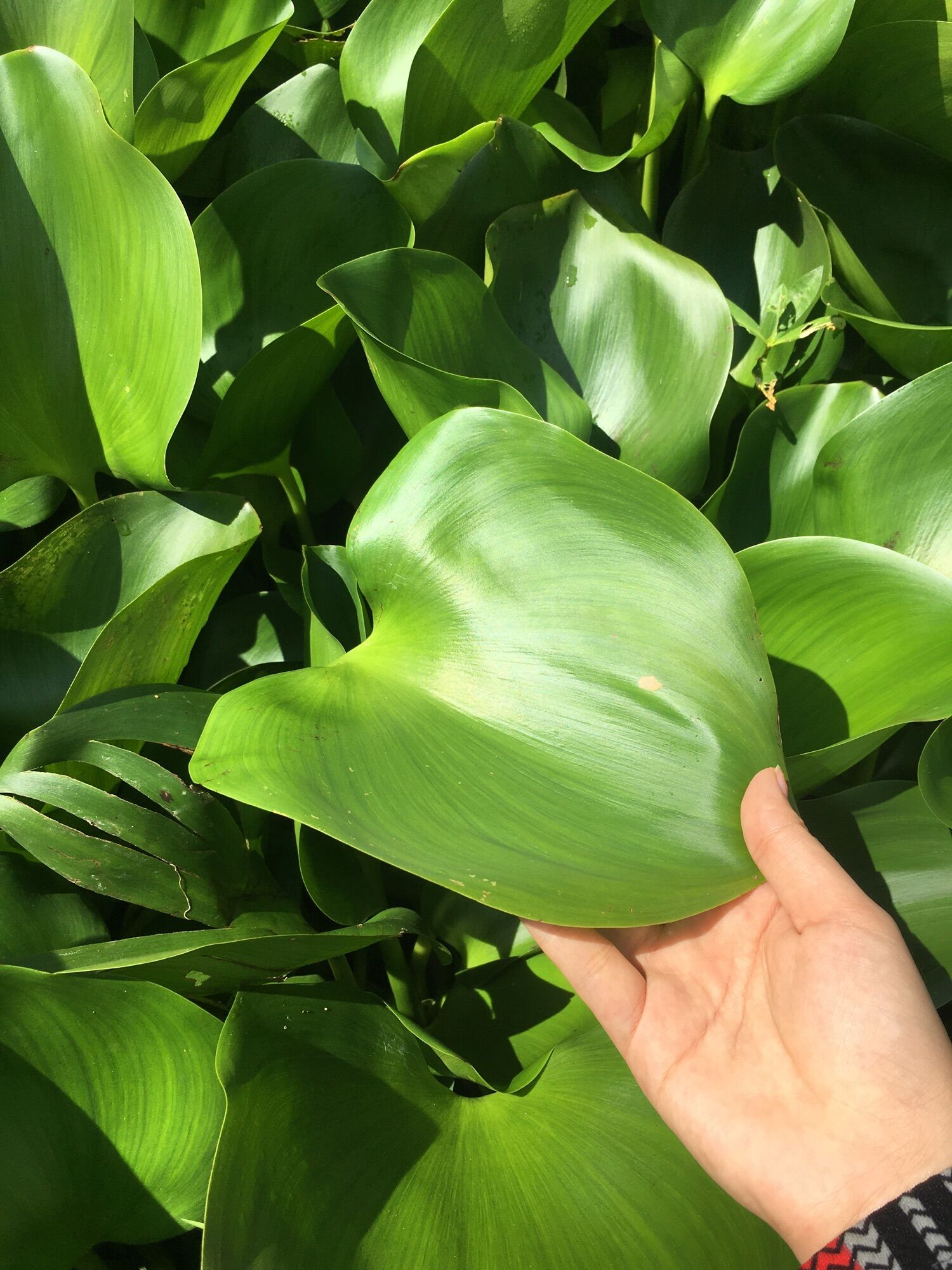 200gram Rễ lục bình khô ( bèo tây )