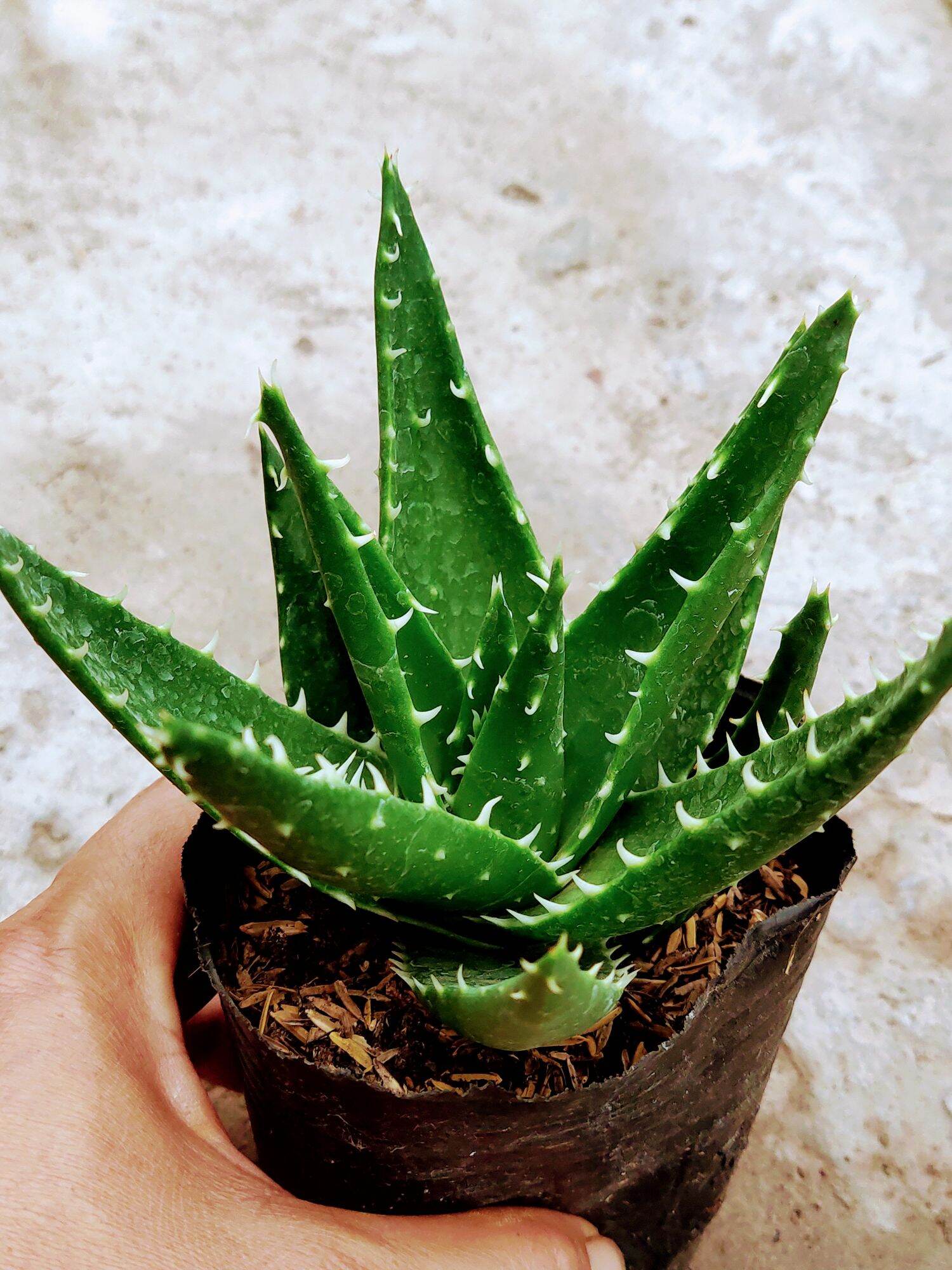 Cây Aloe Cá Mập