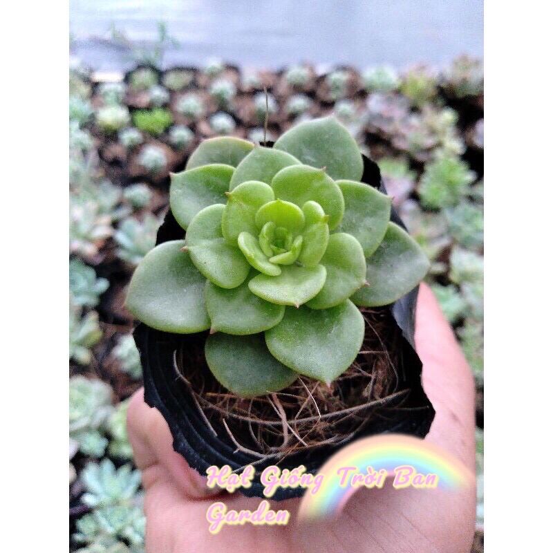 Sen Đá NuZa 💵 ĐÀ LẠT 🍄 HƯ 1 ĐỔI 1