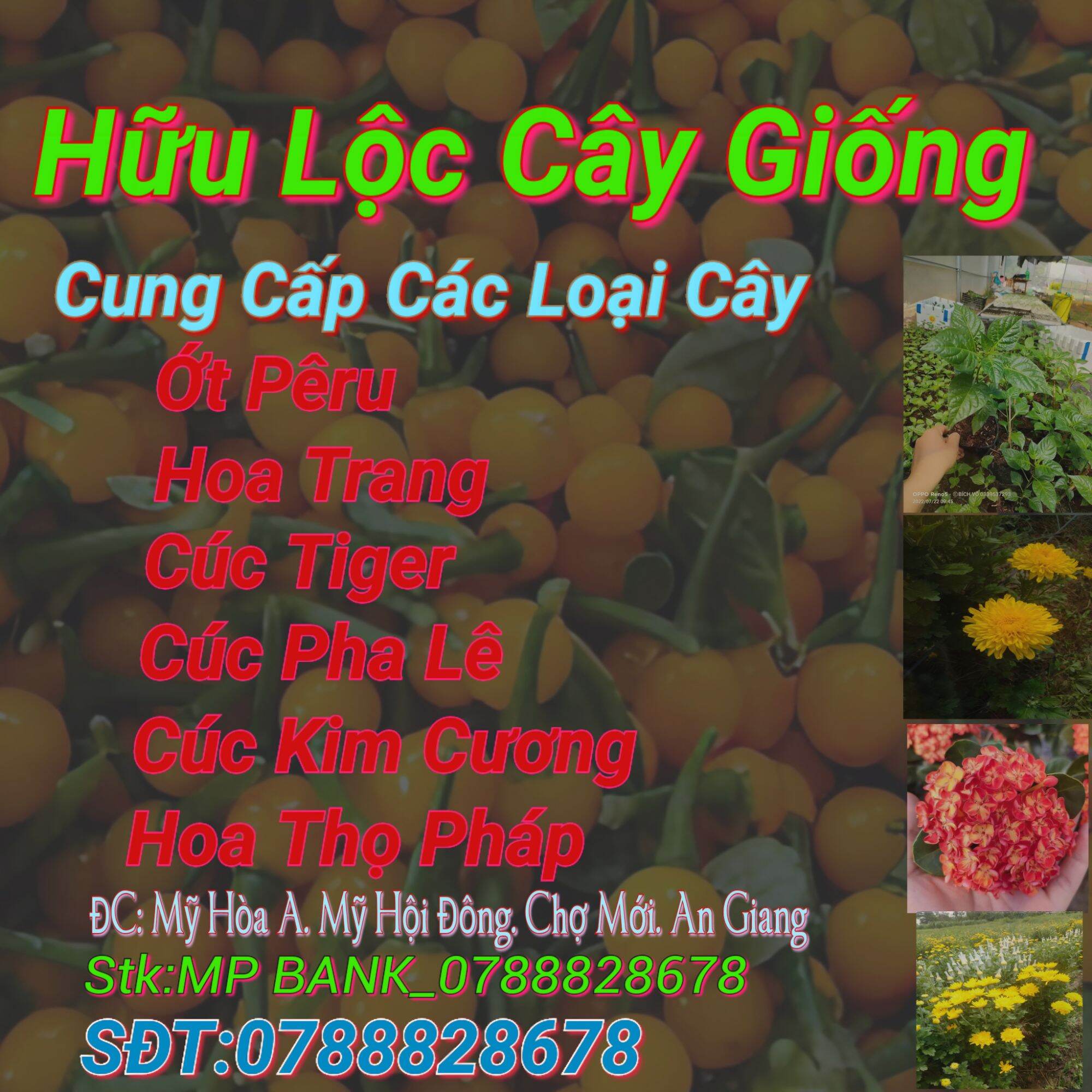 Cây Ớt Pêru Cây Giống Ớt Đắc Nhất Thế Giới