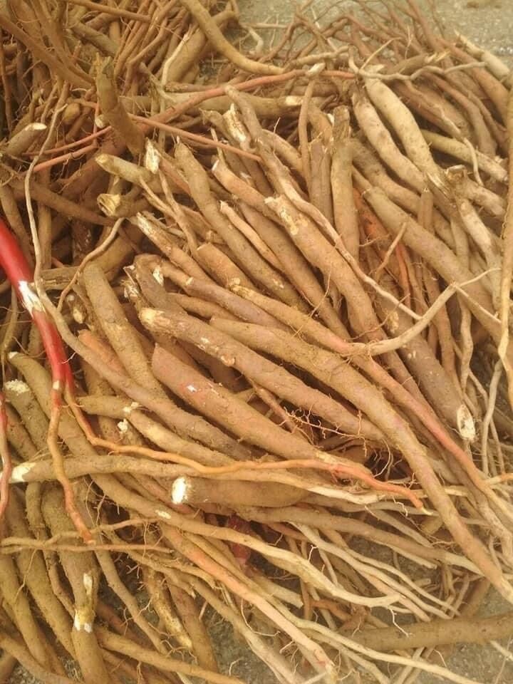 Sâm cau đỏ rừng Tây Bắc ( hàng tươi)