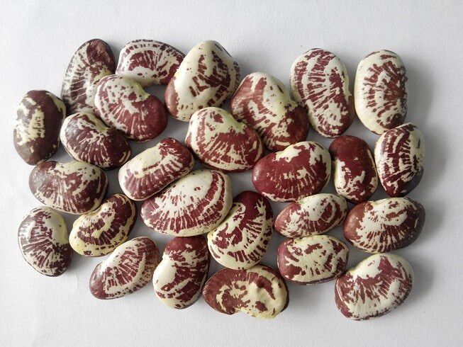 Hạt Đậu Ngự Quê Giống Thuần Chủng 500GR