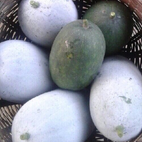 3kg Bí thơm Lạng Sơn