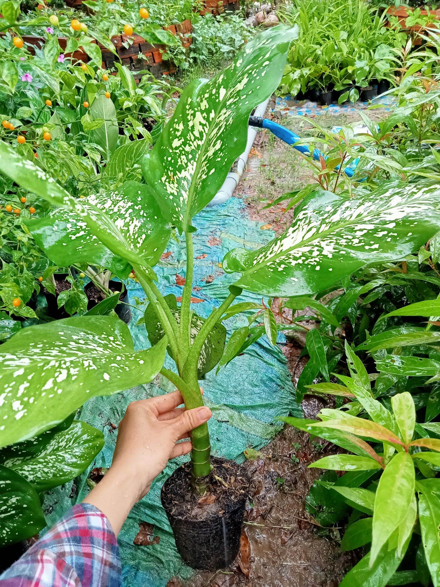 CÂY VẠN NIÊN THANH.CÂY TO 50cm Trở lên (ảnh thật)