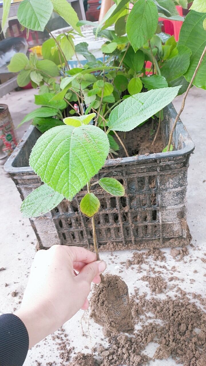 cây lá hen tươi chuẩn. 0975449688