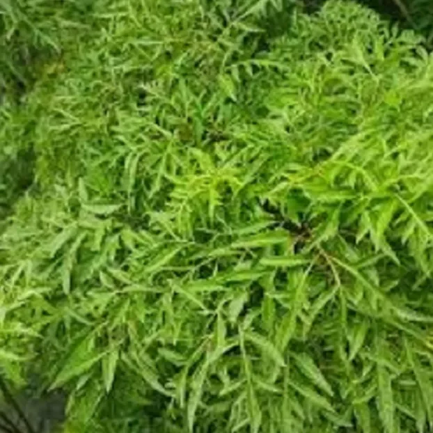 1kg thân và nhánh lá đinh lăng tươi