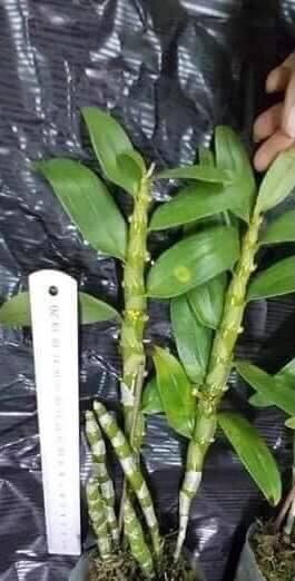 Hoa lan tuyết Hồng giả hạc