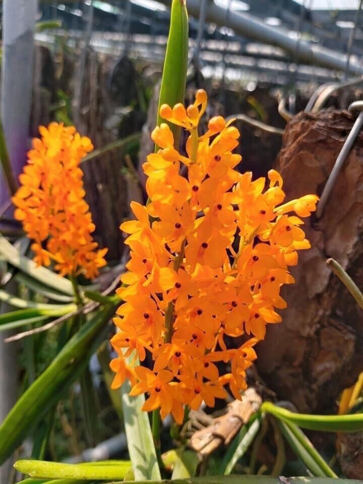 3 cây lan rừng hoả hoàng cam, lan đặc hữu rừng Bình Thuận