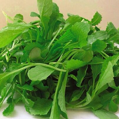 20gram hạt giống cải xanh ăn non - cải xanh baby dễ trồng